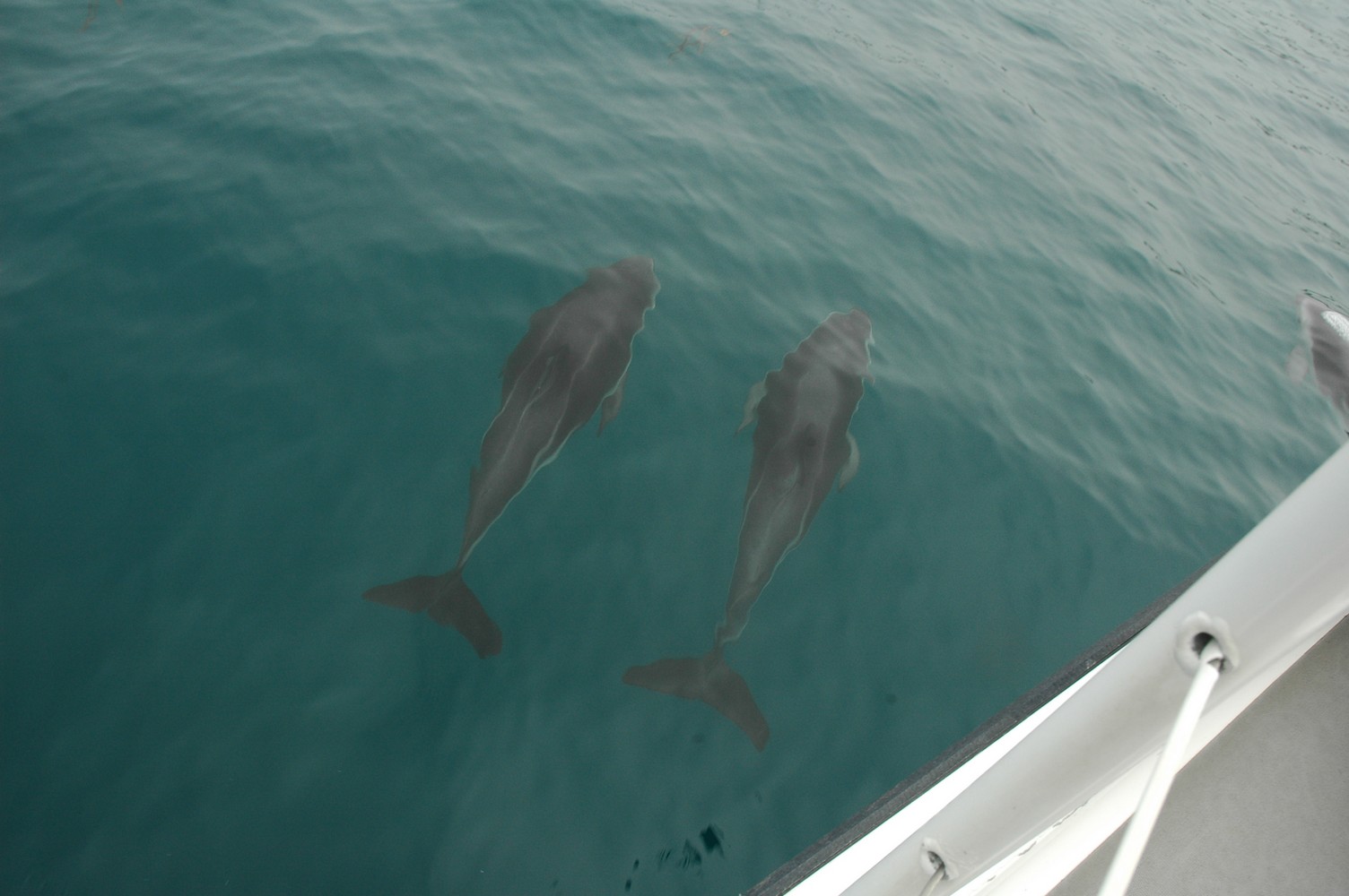 196   30 01   Kaikoura